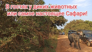 В гостях у диких животных или самое настоящее Сафари!