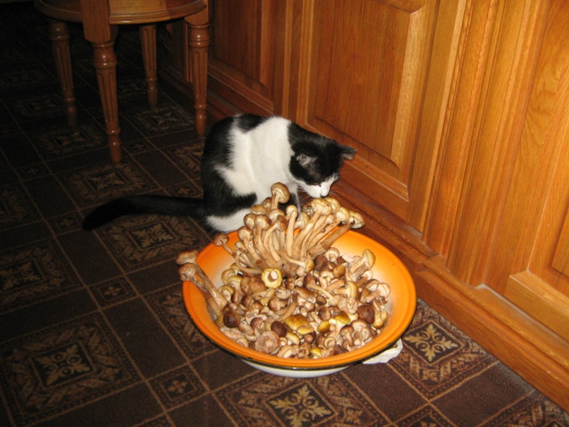 Галина Воробьёва | Омск