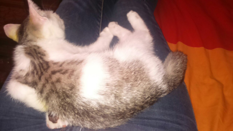 Валерия Николаева ♀Валькирия♀ | Северск