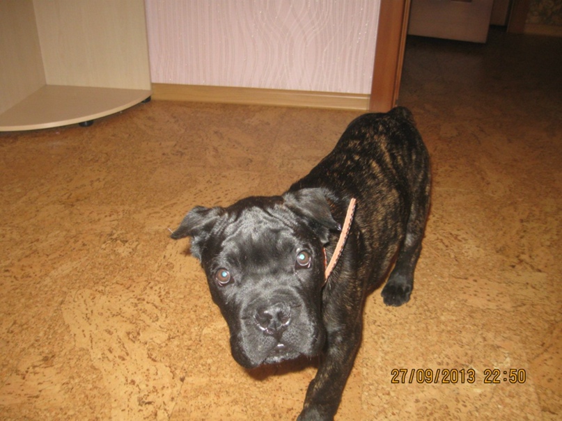 Ольга Емельяненко | Ленинск-Кузнецкий