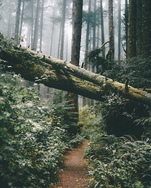 Лес пинтерест фото Лес пинтерест фото