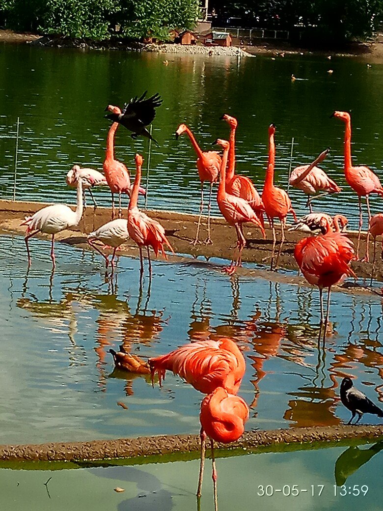 Елена Черняк | Москва