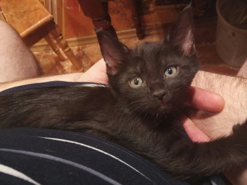 Ксения Еникеевы Денис, Дарья и Дмитрий | Санкт-Петербург