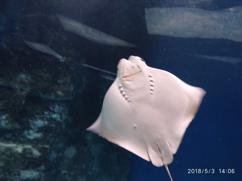 Андрей Рогов | Шуя