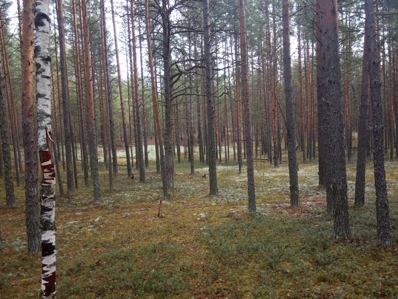 Максим Колесниченко ดื มชา | Курск