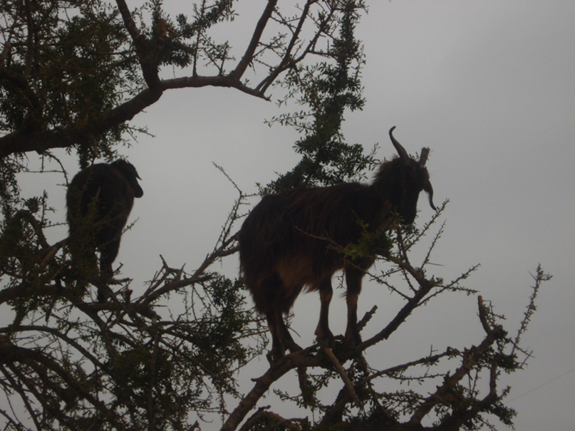Николай Мешков | Москва