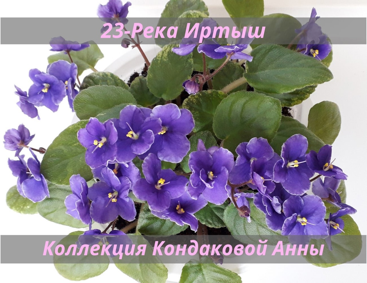 фиалка ан красная река