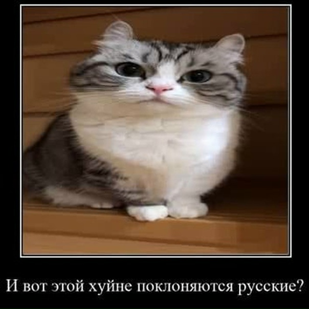 #komaru@komaru_the_cat 2022 Komaru The Cat ВКонтакте