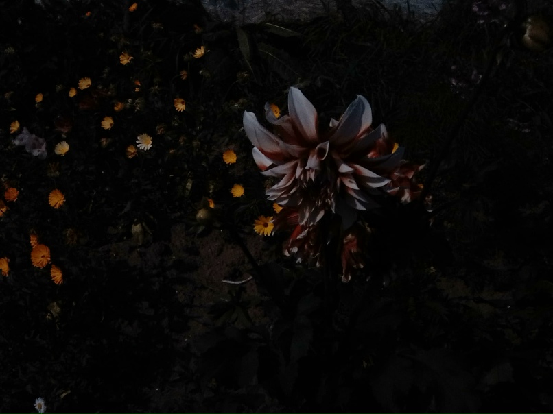 Александра Раевская | Визинга