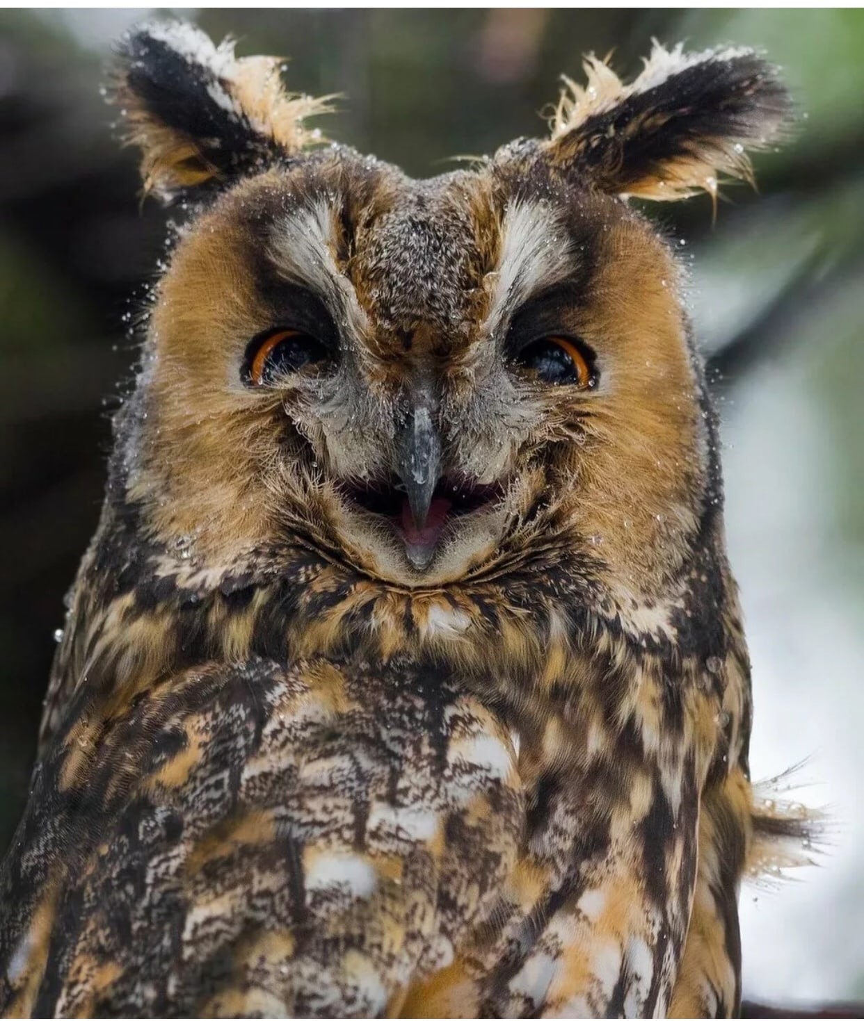 Pin by Kanema Miller on Birds Owl, Blind owl, Owl eyes