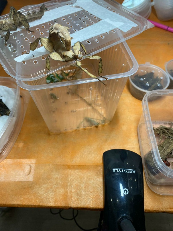 Ольга Фирсова | Домодедово