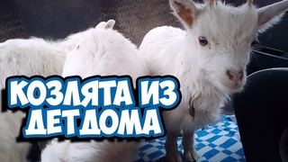 Козлята из детдома