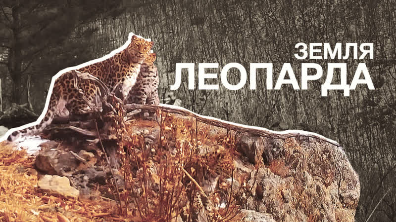 Семейство дальневосточных леопардов позирует перед