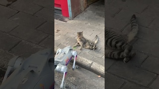 Cute Cats ... Let’s play together? #robotdog #reaction #shorts