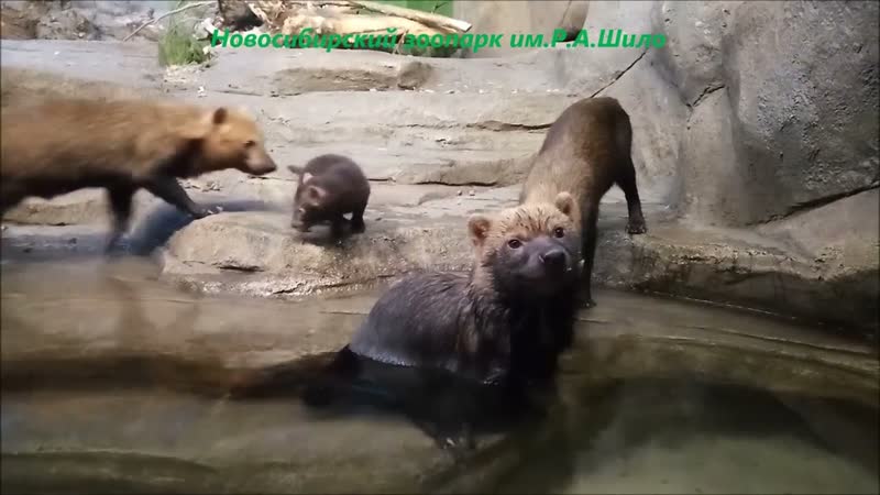 Подростки кустарниковых собак плавают, а мама Долли со