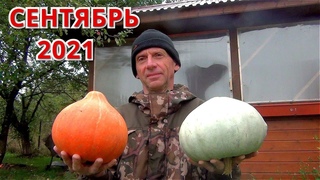 Огород в Сентябре. ТОМАТЫ МОРКОВЬ ТЫКВЫ КАБАЧКИ. ОСЕНЬ 2021.